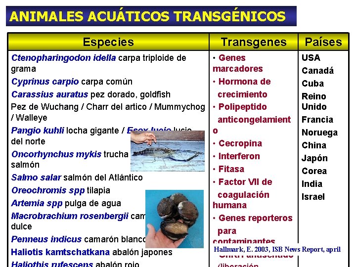 ANIMALES ACUÁTICOS TRANSGÉNICOS Especies Ctenopharingodon idella carpa triploide de grama Cyprinus carpio carpa común