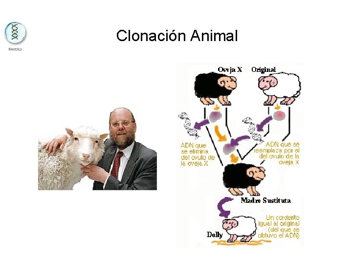 Clonación Animal 