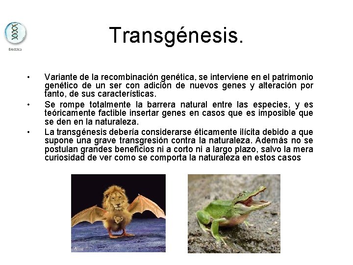 Transgénesis. • • • Variante de la recombinación genética, se interviene en el patrimonio