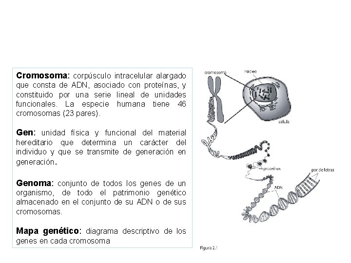 Cromosoma: corpúsculo intracelular alargado que consta de ADN, asociado con proteínas, y constituido por