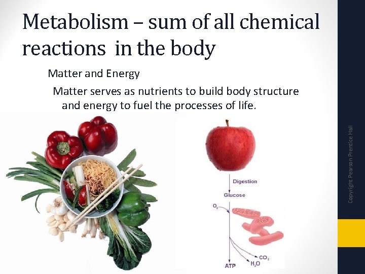 Metabolism – sum of all chemical reactions in the body Copyright Pearson Prentice Hall