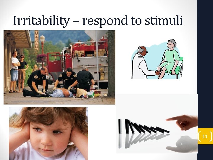 Irritability – respond to stimuli 11 