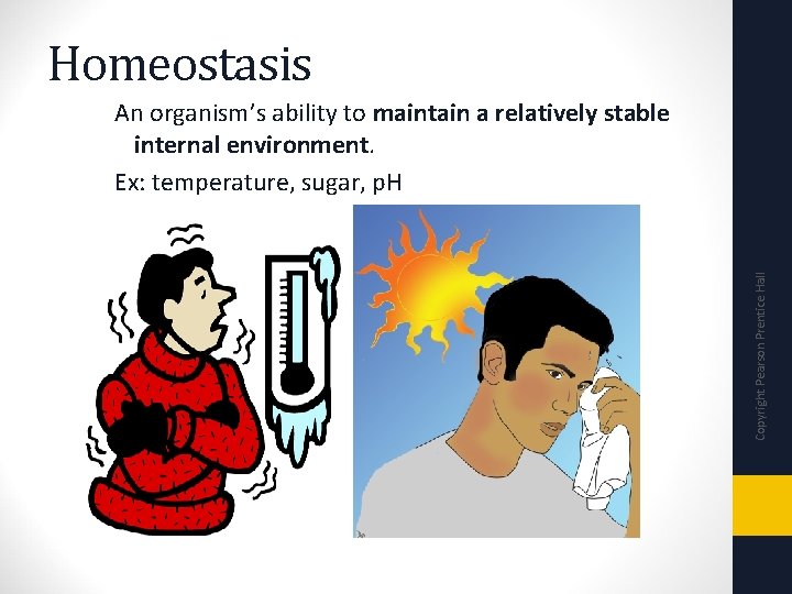 Homeostasis Copyright Pearson Prentice Hall An organism’s ability to maintain a relatively stable internal
