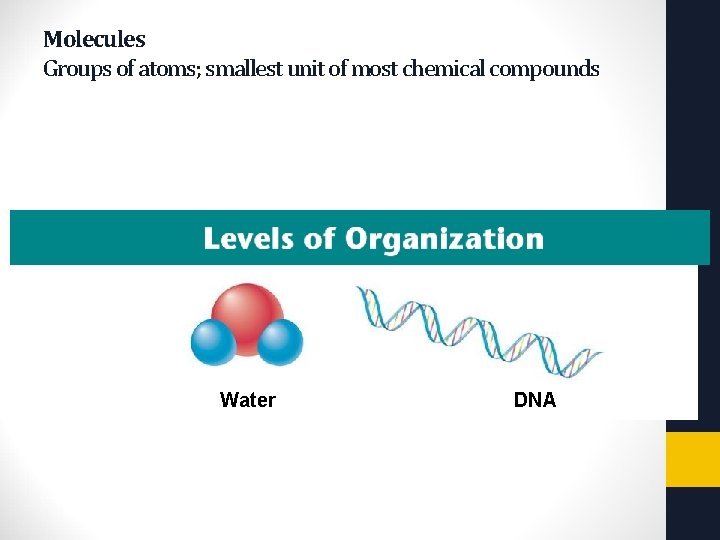 Water DNA Copyright Pearson Prentice Hall Molecules Groups of atoms; smallest unit of most