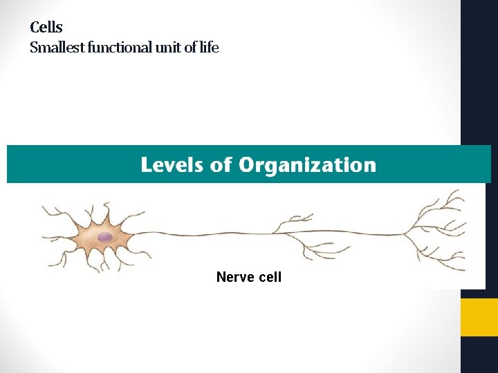 Nerve cell Copyright Pearson Prentice Hall Cells Smallest functional unit of life 