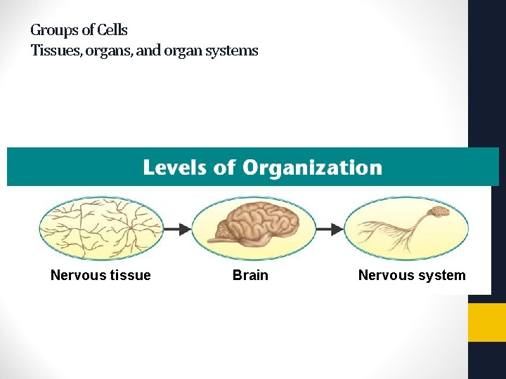 Nervous tissue Brain Nervous system Copyright Pearson Prentice Hall Groups of Cells Tissues, organs,