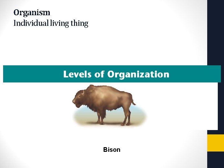 Copyright Pearson Prentice Hall Organism Individual living thing Bison 