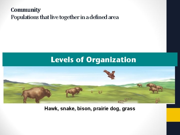 Copyright Pearson Prentice Hall Community Populations that live together in a defined area Hawk,