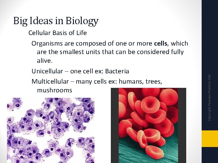 Cellular Basis of Life Organisms are composed of one or more cells, which are