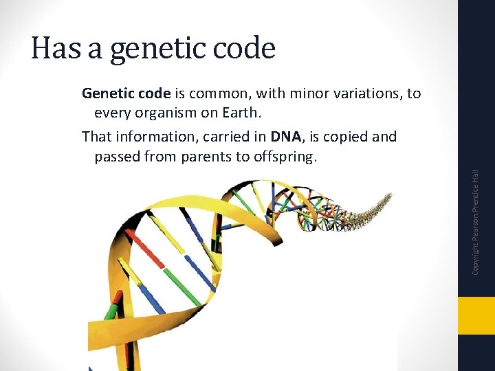 Has a genetic code Copyright Pearson Prentice Hall Genetic code is common, with minor