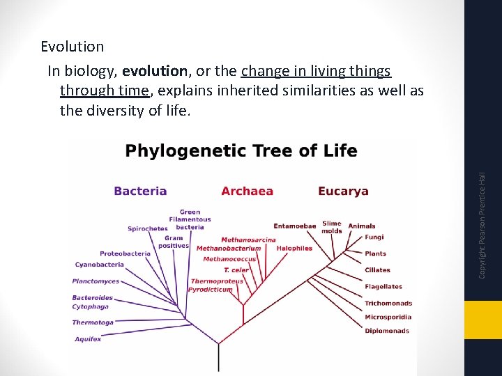 Copyright Pearson Prentice Hall Evolution In biology, evolution, or the change in living things