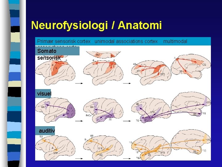 Neurofysiologi / Anatomi Primær sensorisk cortex unimodal associations cortex Somato sensorisk visuel auditiv multimodal