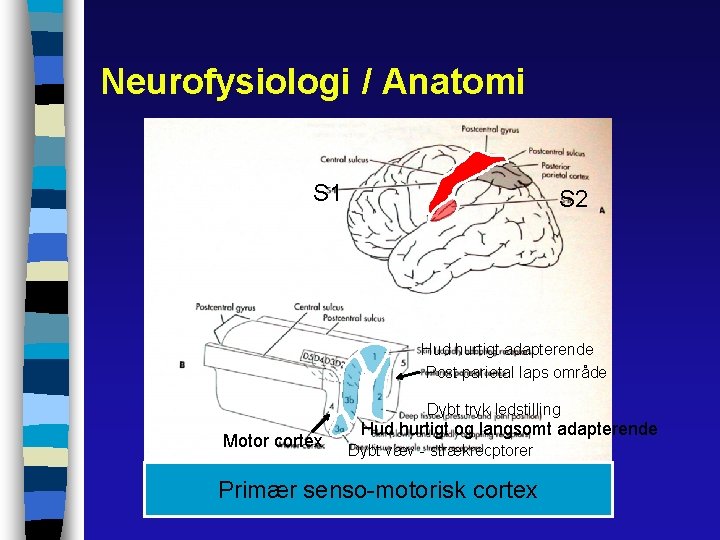 Neurofysiologi / Anatomi S 1 S 2 Hud hurtigt adapterende Post parietal laps område