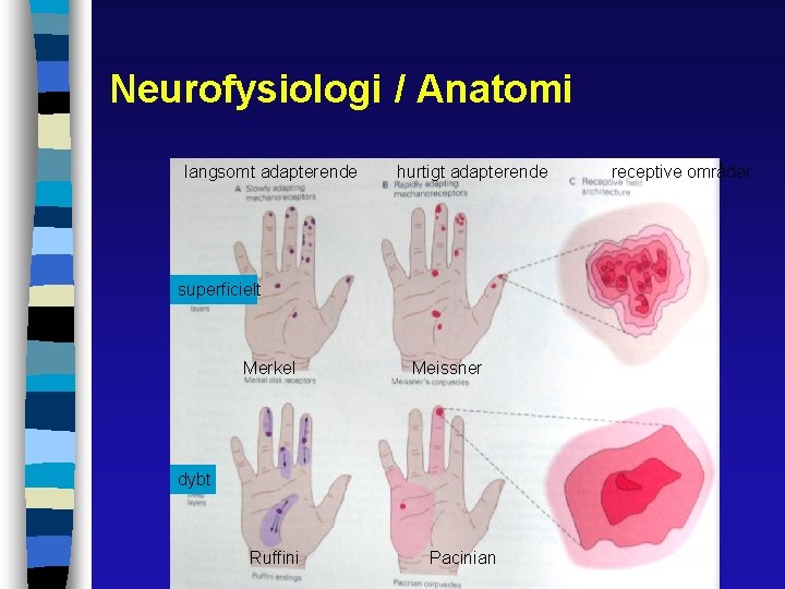 Neurofysiologi / Anatomi langsomt adapterende hurtigt adapterende superficielt Merkel Meissner dybt Ruffini Pacinian receptive