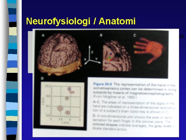 Neurofysiologi / Anatomi hare kat abe menneske 