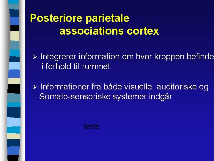 Posteriore parietale associations cortex Ø Integrerer information om hvor kroppen befinde i forhold til