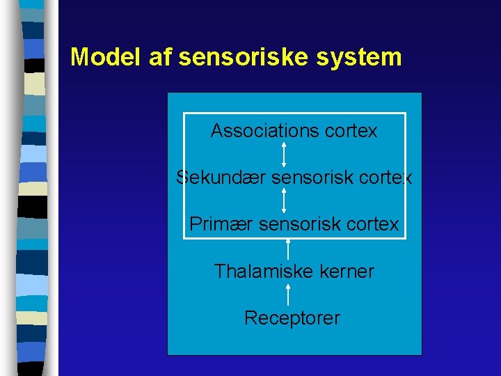 Model af sensoriske system Associations cortex Sekundær sensorisk cortex Primær sensorisk cortex Thalamiske kerner