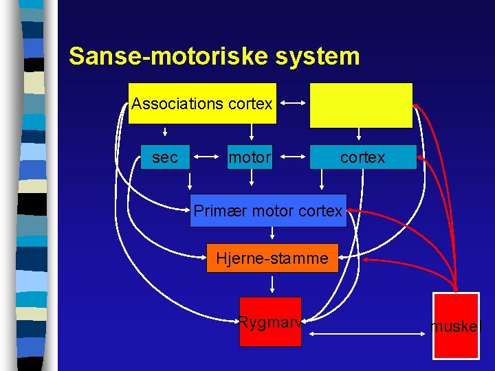 Sanse-motoriske system Associations cortex sec motor cortex Primær motor cortex Hjerne-stamme Rygmarv muskel 