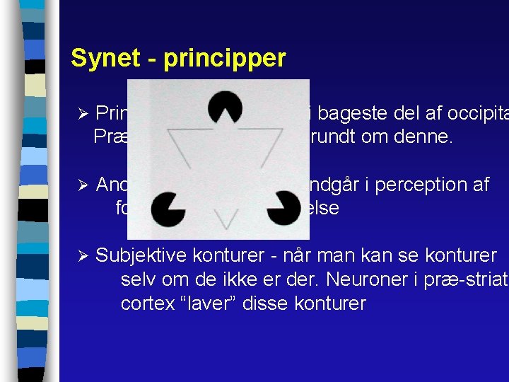 Synet - principper Ø Primære visuelle cortex i bageste del af occipita Præ-striate cortex