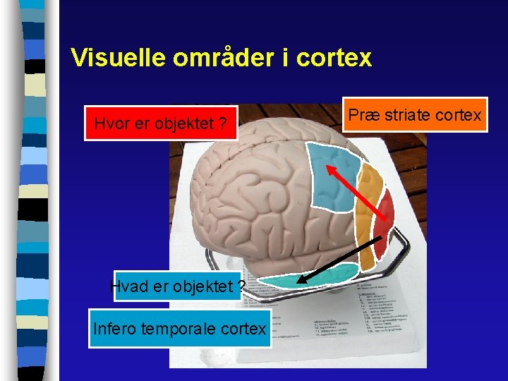 Visuelle områder i cortex Hvor er objektet ? Hvad er objektet ? Infero temporale