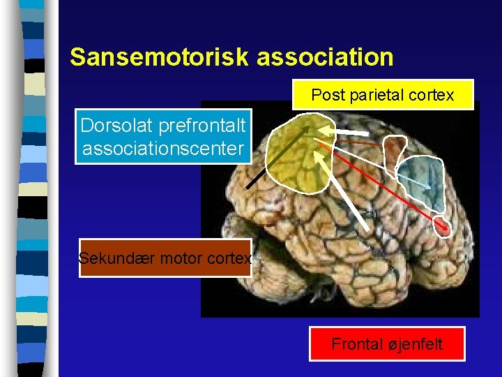 Sansemotorisk association Post parietal cortex Dorsolat prefrontalt associationscenter Sekundær motor cortex Frontal øjenfelt 