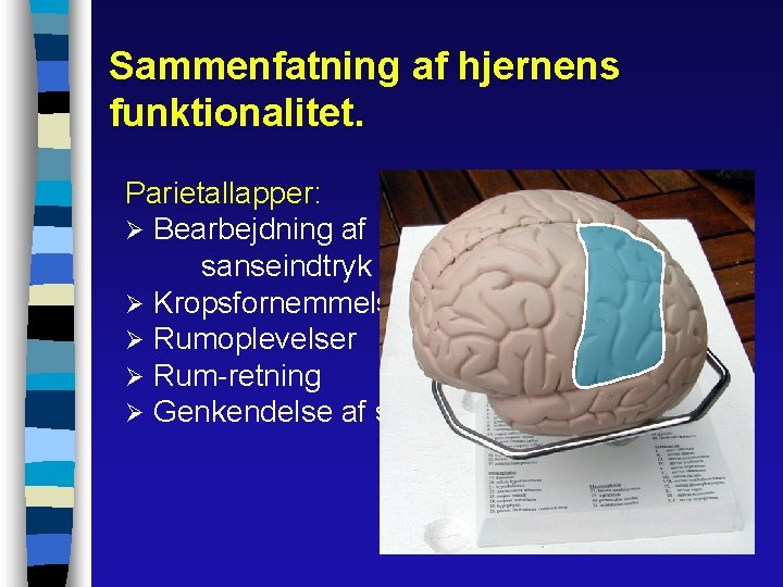 Sammenfatning af hjernens funktionalitet. Parietallapper: Ø Bearbejdning af sanseindtryk Ø Kropsfornemmelser Ø Rumoplevelser Ø