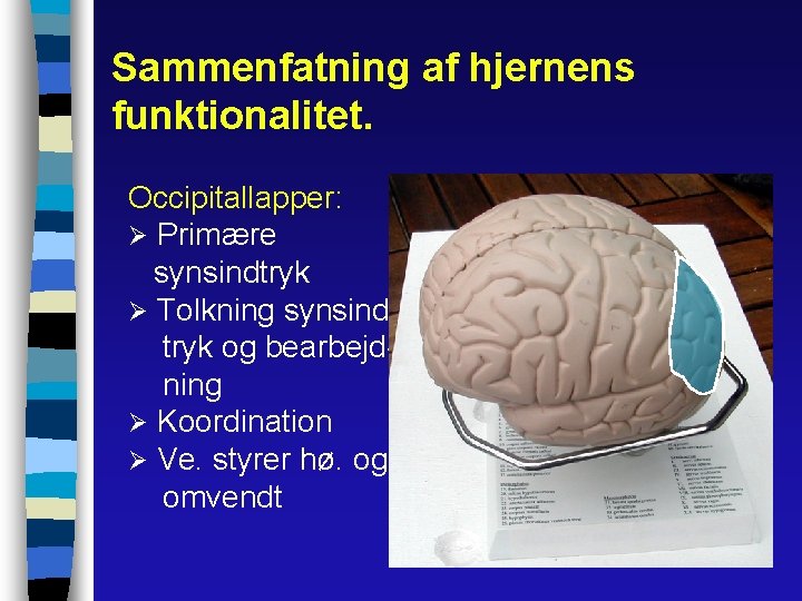 Sammenfatning af hjernens funktionalitet. Occipitallapper: Ø Primære synsindtryk Ø Tolkning synsindtryk og bearbejdning Ø