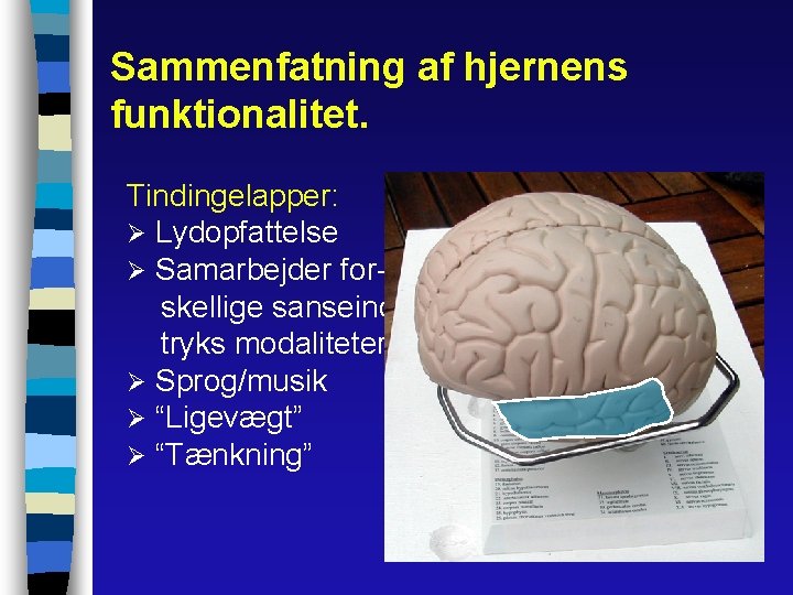 Sammenfatning af hjernens funktionalitet. Tindingelapper: Ø Lydopfattelse Ø Samarbejder forskellige sanseindtryks modaliteter Ø Sprog/musik