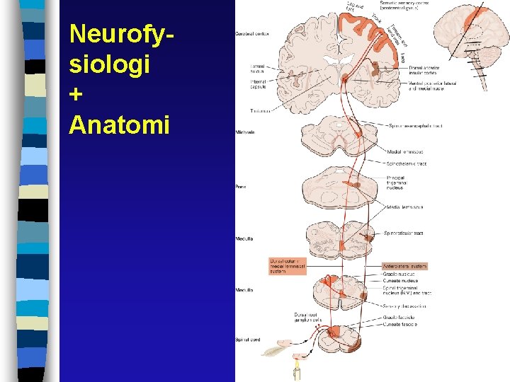 Neurofysiologi + Anatomi 