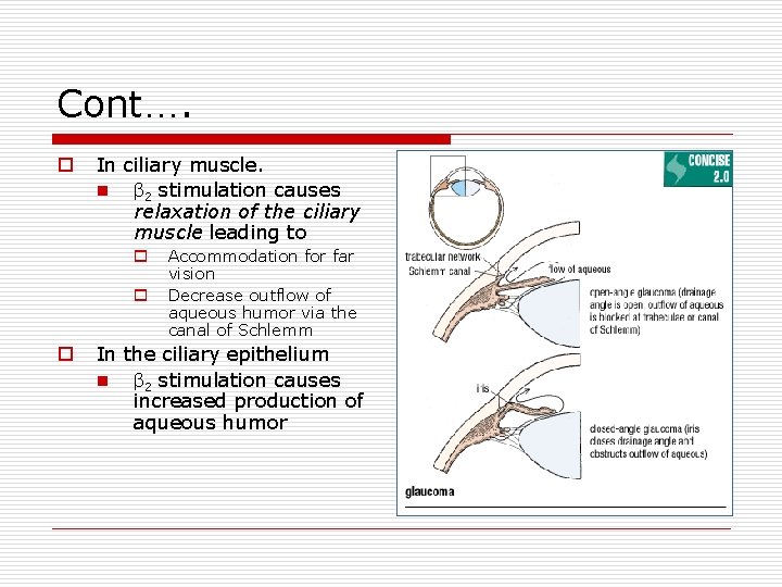 Cont…. o In ciliary muscle. n β 2 stimulation causes relaxation of the ciliary