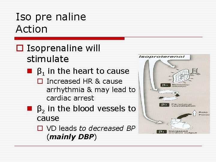 Iso pre naline Action o Isoprenaline will stimulate n β 1 in the heart