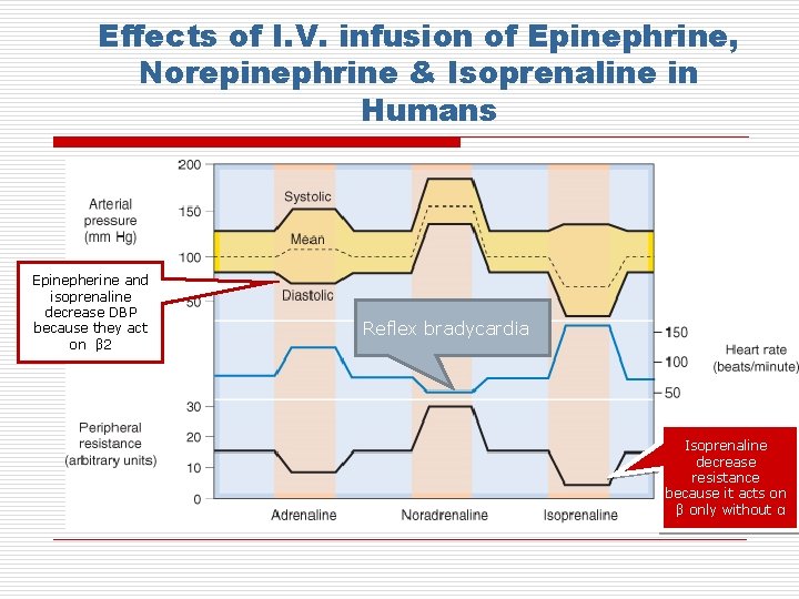 Effects of I. V. infusion of Epinephrine, Norepinephrine & Isoprenaline in Humans Epinepherine and