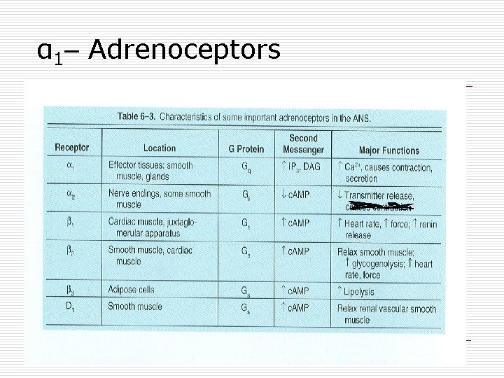 α 1– Adrenoceptors 