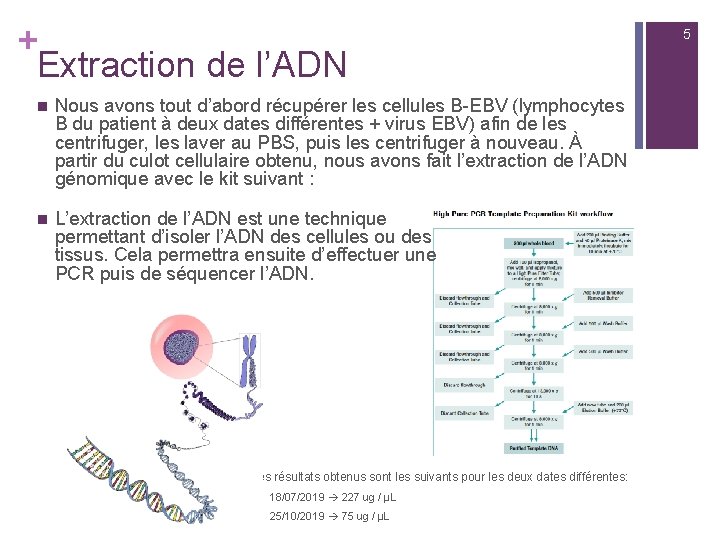 + Extraction de l’ADN n Nous avons tout d’abord récupérer les cellules B-EBV (lymphocytes