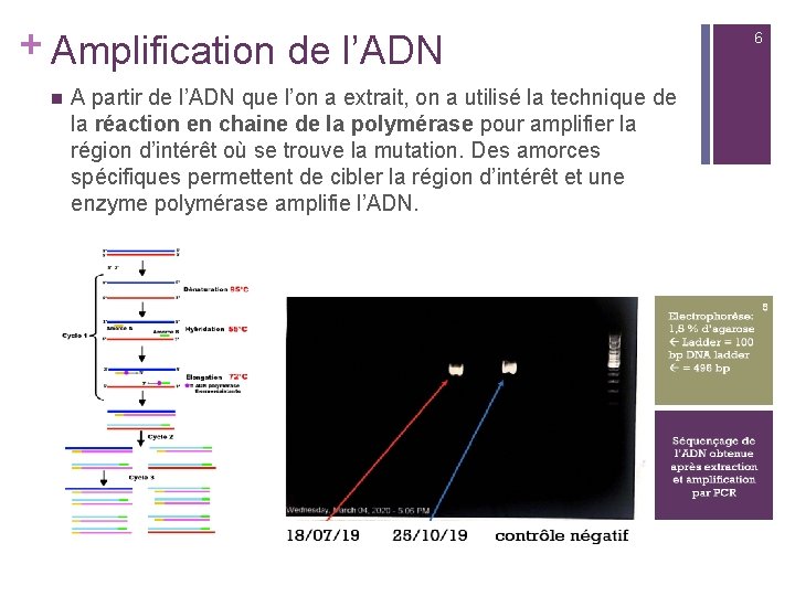 + Amplification de l’ADN n A partir de l’ADN que l’on a extrait, on