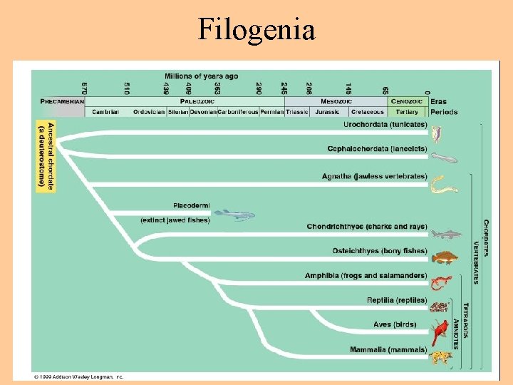 Filogenia 