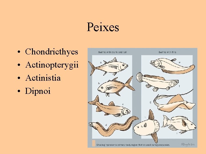 Peixes • • Chondricthyes Actinopterygii Actinistia Dipnoi 