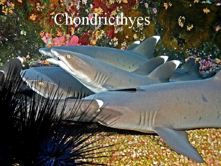 Chondricthyes 