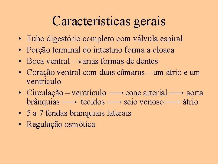 Características gerais • • Tubo digestório completo com válvula espiral Porção terminal do intestino