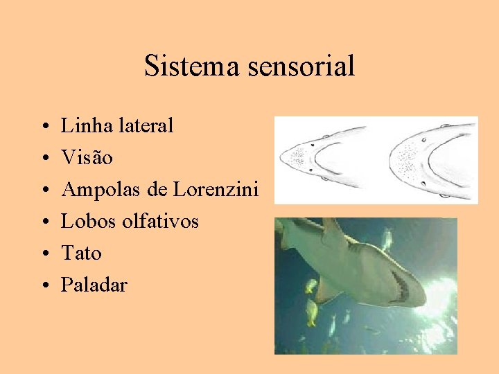 Sistema sensorial • • • Linha lateral Visão Ampolas de Lorenzini Lobos olfativos Tato