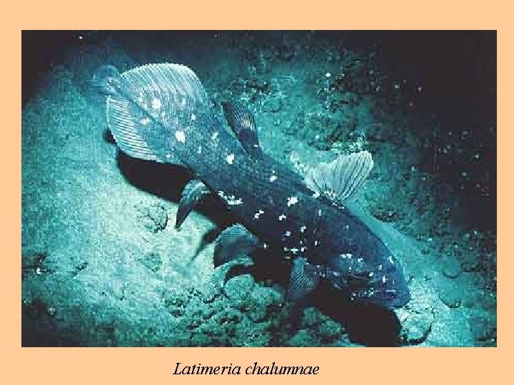 Latimeria chalumnae 