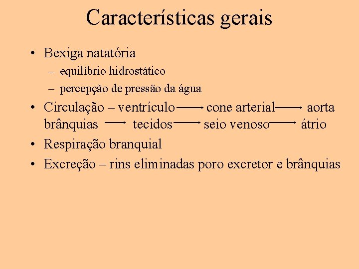 Características gerais • Bexiga natatória – equilíbrio hidrostático – percepção de pressão da água