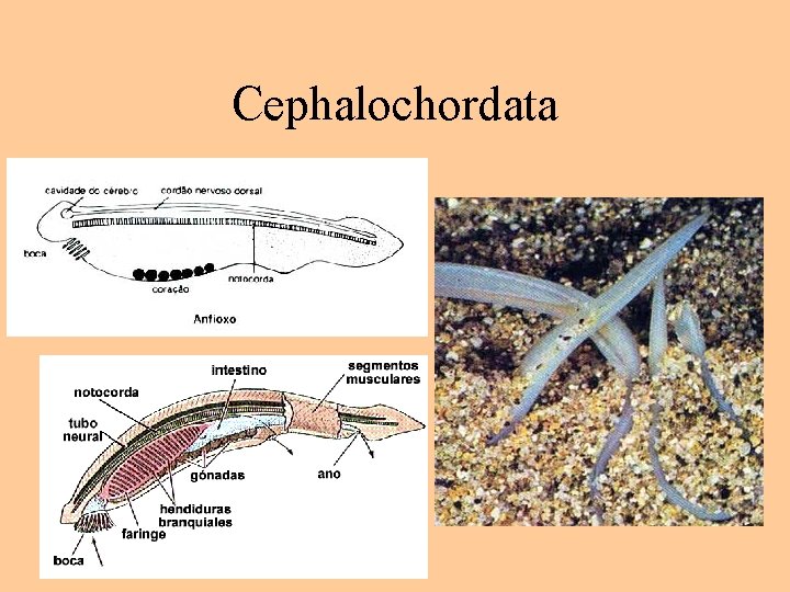 Cephalochordata 