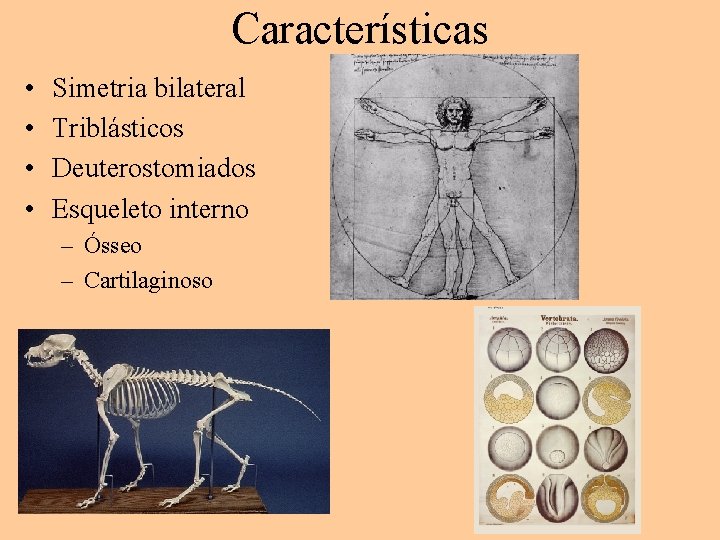 Características • • Simetria bilateral Triblásticos Deuterostomiados Esqueleto interno – Ósseo – Cartilaginoso 