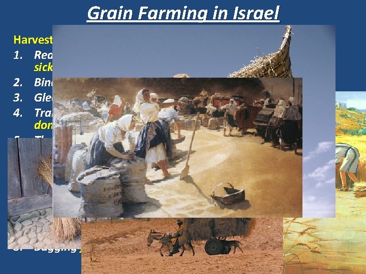 Grain Farming in Israel Harvesting grain involved the following steps: 1. Reaping by cutting