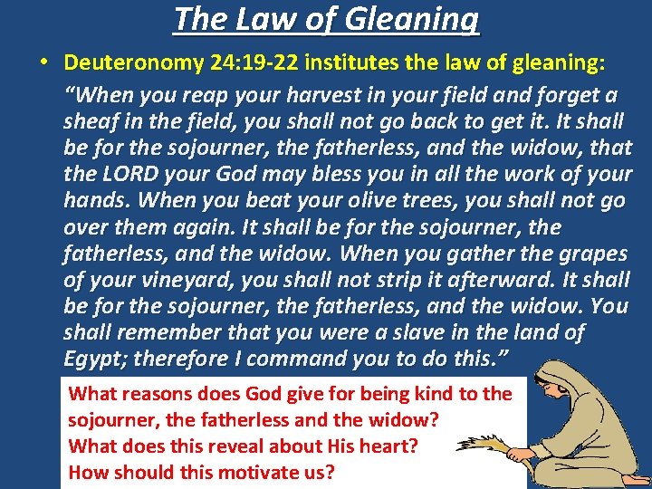 The Law of Gleaning • Deuteronomy 24: 19 -22 institutes the law of gleaning: