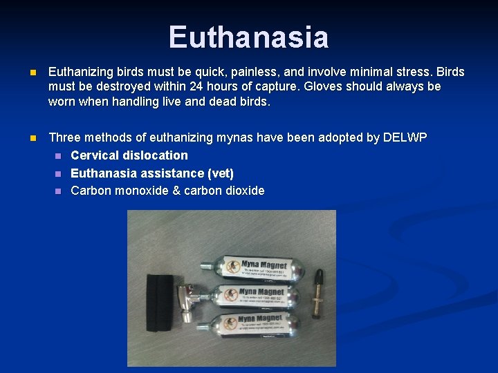 Euthanasia n Euthanizing birds must be quick, painless, and involve minimal stress. Birds must