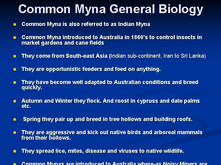 Common Myna General Biology n Common Myna is also referred to as Indian Myna