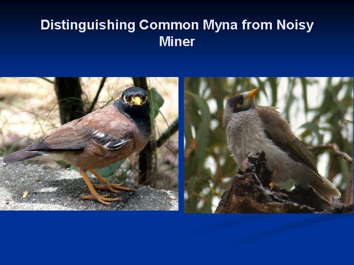 Distinguishing Common Myna from Noisy Miner 