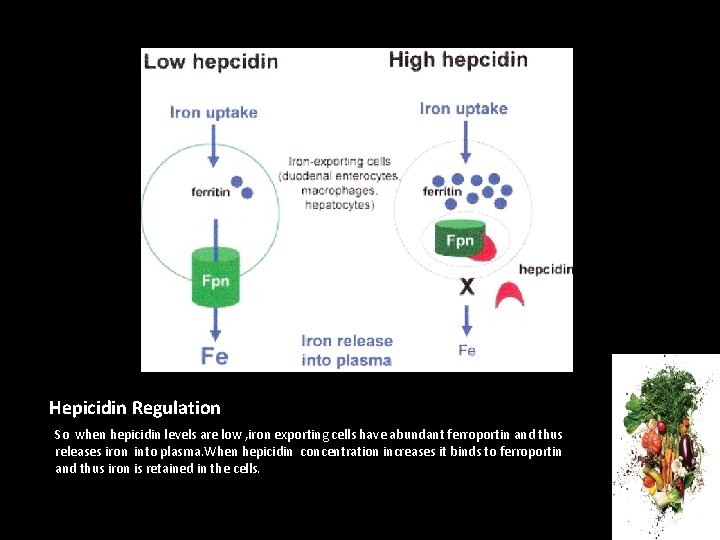 Hepicidin Regulation So when hepicidin levels are low , iron exporting cells have abundant